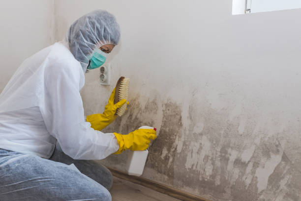 Best Attic Mold Removal  in Kingman, AZ