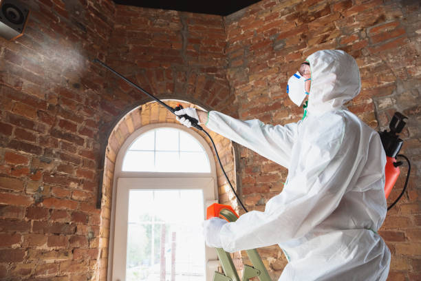 Best Commercial Mold Inspection  in Kingman, AZ